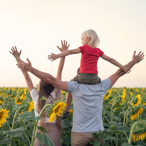 Sunflower Festival Dade City Farms in Tampa Bay